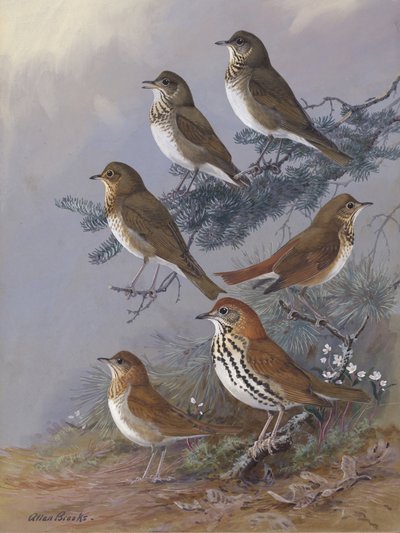 «Thrush», de Allan Brooks de Allan Brooks