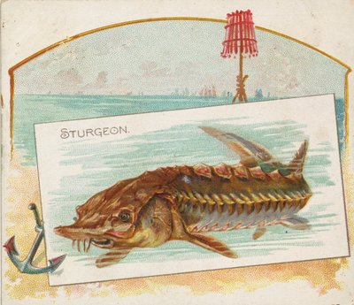 Esturión, de la serie Peces de aguas americanas N39 para Allen & Ginter Cigarettes, 1889 de Allen and Ginter