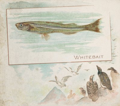 Pez Blanco, de la serie Peces de Aguas Americanas N39 para Allen & Ginter Cigarettes, 1889 de Allen and Ginter
