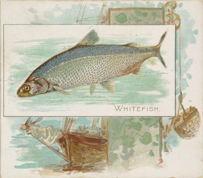 Pescado blanco, de la serie Peces de aguas americanas N39 para cigarrillos Allen & Ginter, 1889 de Allen and Ginter
