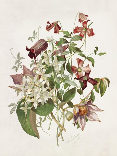 Clematis de Alois Lunzer