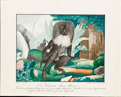 Un macaco, 1837 de Aloys Zötl