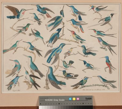 Colibríes de Aloys Zötl