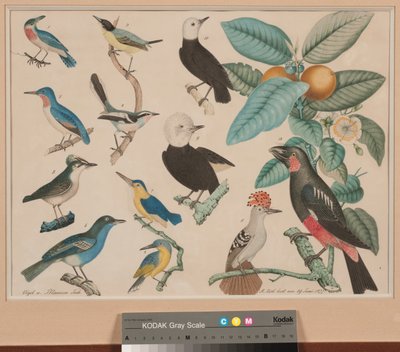 Colibríes con una rama de guayaba-manzana de Aloys Zötl