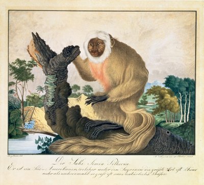 El Mono Saki, 1835 de Aloys Zötl