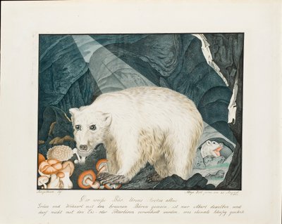 El Oso Blanco, 1844 de Aloys Zötl