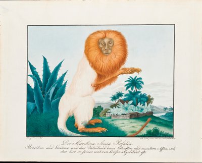 El Saki Blanco de Aloys Zötl
