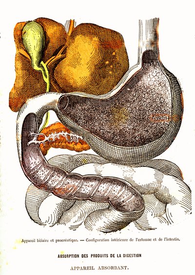 Sistema biliar y pancreático - Vida normal y salud por J. Rengade-Dibujo de A. Demarle 1881 de Alphonse Demarle