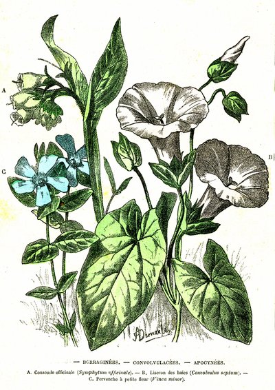 Borraginees, Convolvulacees, Apocynees: Creación Natural y Seres Vivos. Dibujo de A. Demarle. 1885 de Alphonse Demarle