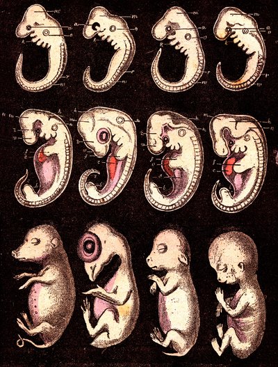 Embriones comparados de 4 vértebras 5 seres vivos): De izquierda a derecha: cerdo, gallina, conejo, hombre. Dibujo A. Demarle. 1885 de Alphonse Demarle