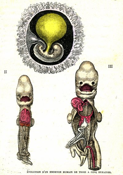 Evolución del embrión humano: Creación natural y seres vivos (por Jules Rengade) de Alphonse Demarle