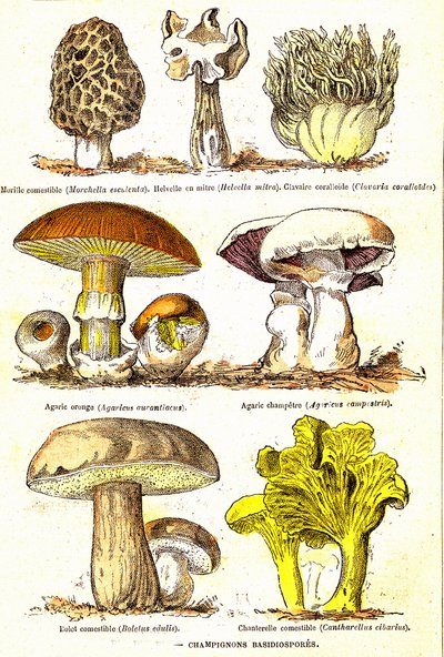 Hongos Basidiosporas: Creación natural y seres vivos (De Jules Rengade). Dibujo de A. Demarle. 1885 de Alphonse Demarle