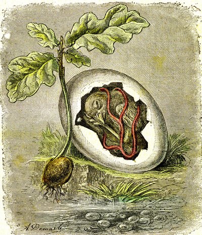 Naturaleza. Huevo y semilla: Primer estado de los seres organizados. Creación natural y seres vivos. (J. Rengade) dibujo de A. Demarle. 1885 de Alphonse Demarle