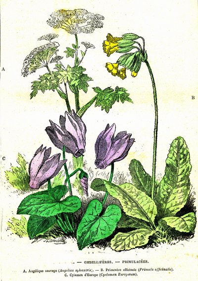 Ombelíferos, Primuláceos: Creación Natural y Seres Vivos. Dibujo de A. Demarle. 1885 de Alphonse Demarle