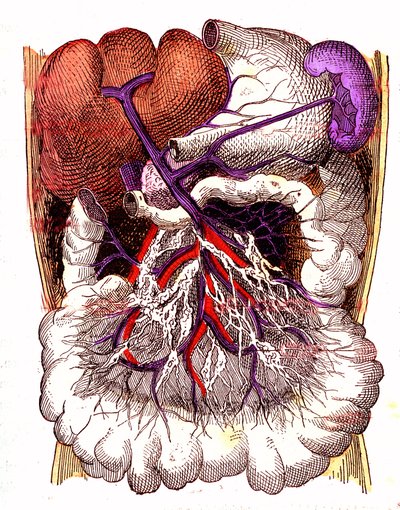 Órganos de absorción intestinal - La vida normal y la salud de J. Rengade. Dibujo de A. Demarle 1881 de Alphonse Demarle