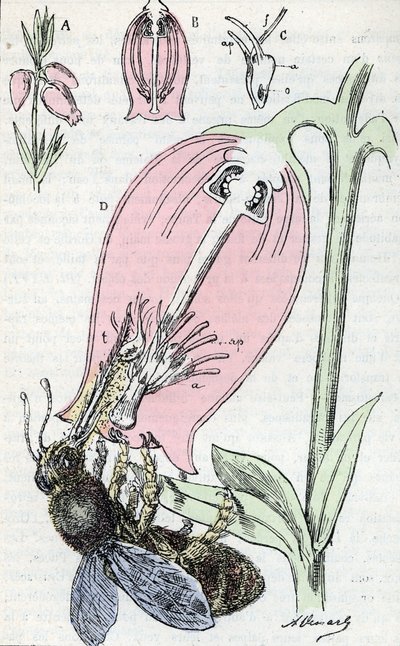 Polinización: una abeja recolectando flores de brezo fresno (etamina en C) de Alphonse Demarle