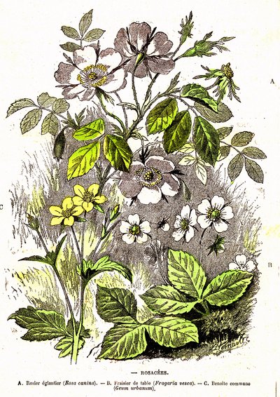 Rosáceas - Creación natural y seres vivos: Dibujo de A. Demarle. 1885 de Alphonse Demarle