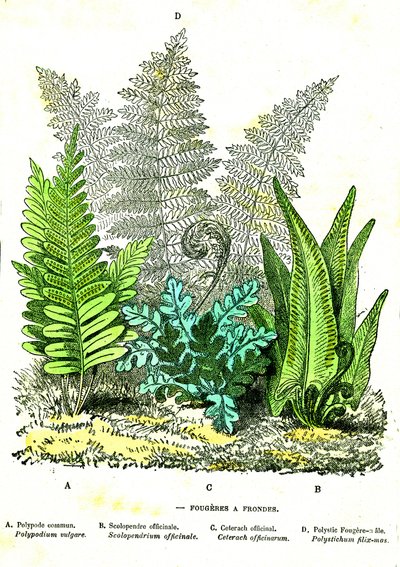 Sling Fougeres: Creación natural y seres vivos. Dibujo de A. Demarle. 1885 de Alphonse Demarle