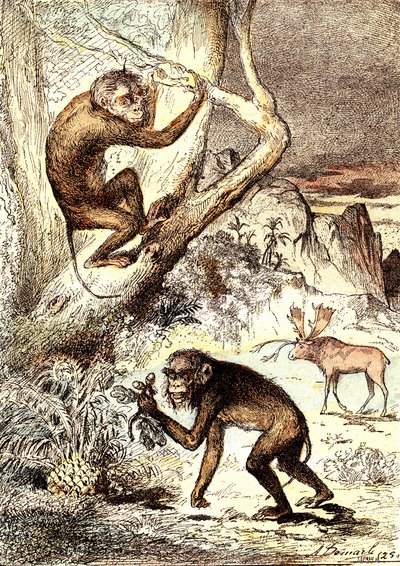 Los Monos Catarinienses (Período Mioceno): Los Semnopitecos. La creación natural y los seres vivos de J. Rengade. Dibujo A. Demarle de Alphonse Demarle