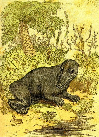 El Labyrinthodonte (Anfibio): Anfibio de la época del carbón. Creación natural y seres vivos. Dibujo A. Demarle 1885 de Alphonse Demarle
