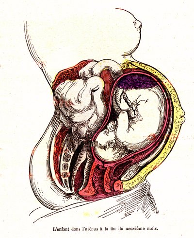 El niño en el útero (finales del 9º mes) - La vida normal y la salud de J. Rengade- Dibujo A.Demarle 1881 de Alphonse Demarle