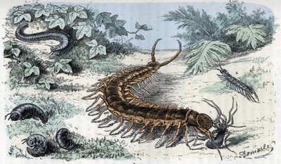 Cuadro zoológico: Insectos Myriapodes (ciempiés o ciempiés) (Cuadro zoológico: Myriapoda) Grabado de "El hombre y la naturaleza" de Rengade de Alphonse Demarle