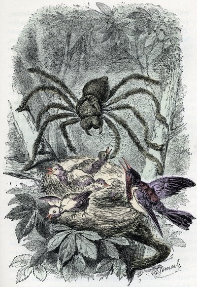 Zoological chart: arachnid, avicular mygalus surprising a bird-fly nest (Placa zoológica: arácnido, Avicularia) Grabado de "El hombre y la naturaleza" de Rengade de Alphonse Demarle