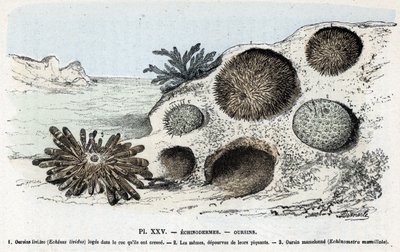 Zoological chart: echinoderm, urchins (Placa zoológica: Equinodermos, erizos de mar) Grabado de "L