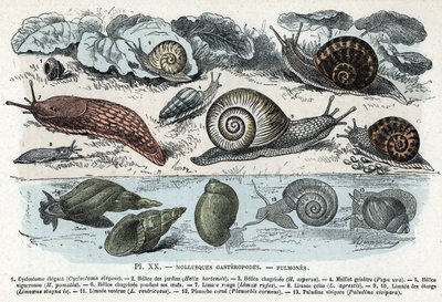 Placa zoológica; moluscos gasterópodos, pulmonados (cyclostoma, helice de los jardines y de la pena, babosa roja, babosa gris, limnea, planorb, paludine...) (Lámina zoológica: moluscos gasterópodos como babosa, cyclostoma, planorb, limnea) Grabado de "L