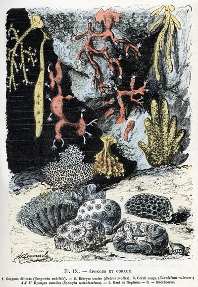 Carta zoológica: esponjas y corales (gorgona, bebryce, coral, esponjas, guante de neptuno) Grabado de "L