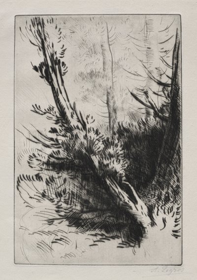 En el bosque de Alphonse Legros