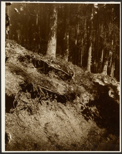 [Estudio de las raíces desenterradas de un árbol expuesto desde la ladera de una colina]. de Alphonse Maria Mucha