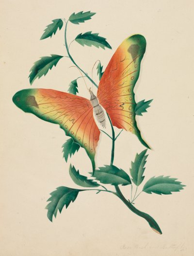 Rosal y mariposa (acuarela) de Altha Mary Nims