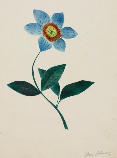 Flor de estrella (acuarela) de Altha Mary Nims
