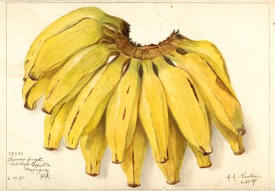 Plátanos (Musa: Guincos Finget) (acuarela) de Amanda Almira Newton