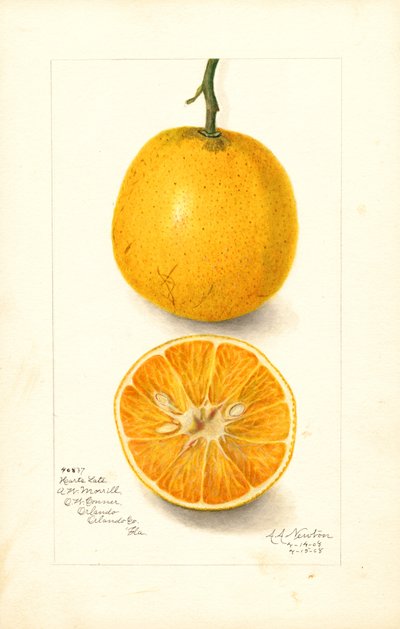 Naranjas tardías Harts (Citrus sinensis) (acuarela) de Amanda Almira Newton