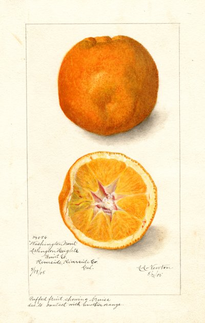 Naranjas Washington Navel ( Citrus sinensis) (acuarela) de Amanda Almira Newton