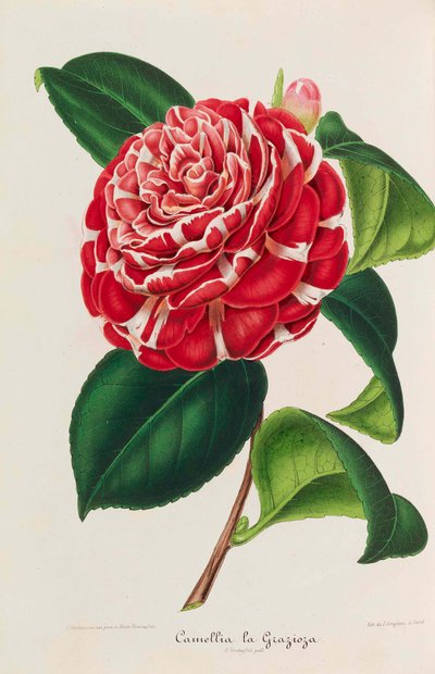Nueva iconografía de los Camelias de Ambroise Alexandre Verschaffelt
