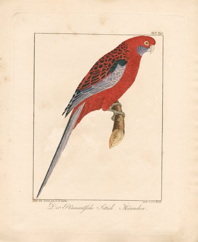 Crimson Rosella, Macho (litografía coloreada a mano) de Ambrosius Gabler
