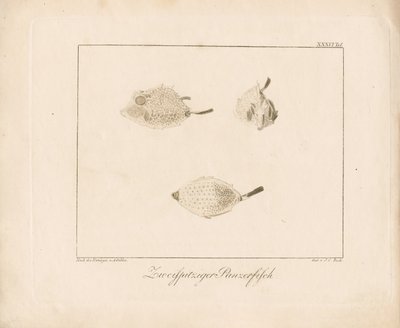 Longhorn Cowfish (grabado en cobre) de Ambrosius Gabler