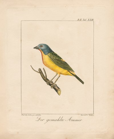 Colorín pintado (litografía coloreada a mano) de Ambrosius Gabler