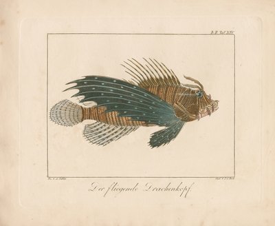 Cabracho (grabado en cobre coloreado a mano) de Ambrosius Gabler