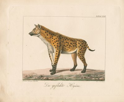Hiena manchada (litografía coloreada a mano) de Ambrosius Gabler