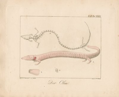El Olmo (litografía coloreada a mano) de Ambrosius Gabler