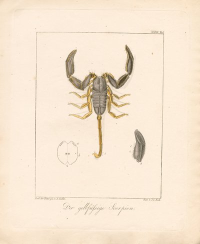 El escorpión de patas amarillas (grabado en cobre coloreado a mano) de Ambrosius Gabler