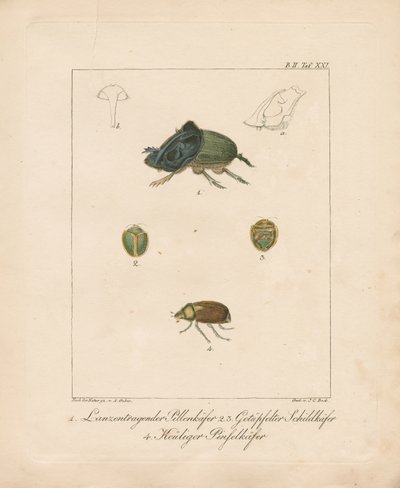 Varias especies de escarabajos (grabado en cobre coloreado a mano) de Ambrosius Gabler