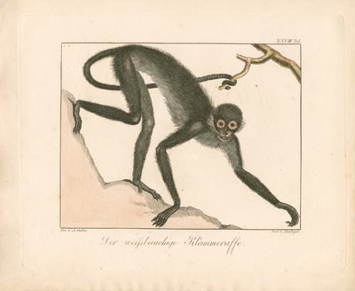 Mono araña de vientre blanco (grabado en cobre coloreado a mano) de Ambrosius Gabler