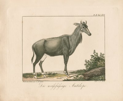  de Ambrosius Gabler