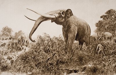 El Elefante de Chatham, ilustración de 