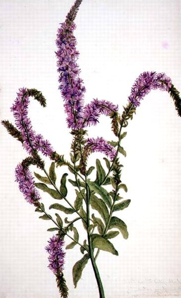 Hierba de sauce púrpura espigada (Epilobium) 1787 de Amelia Fancourt